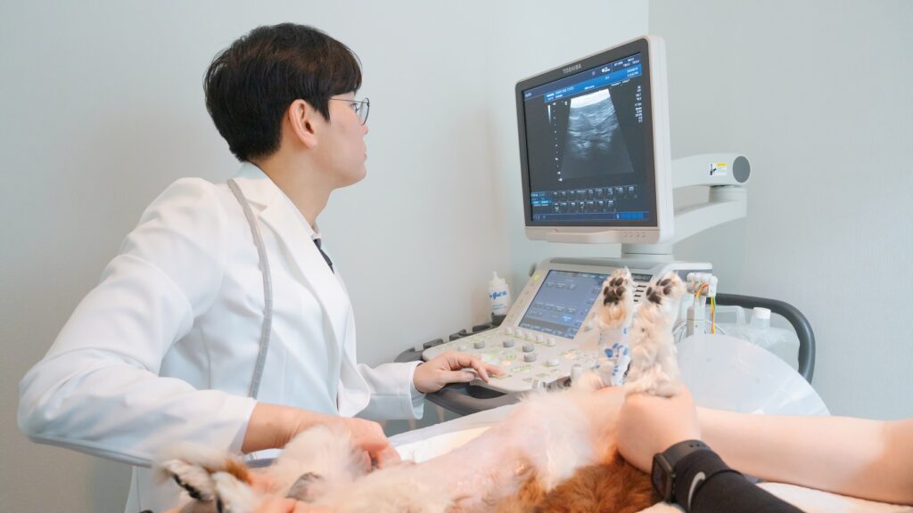 안산 동물병원 추천 선부중앙동물의료센터 건강검진 사진